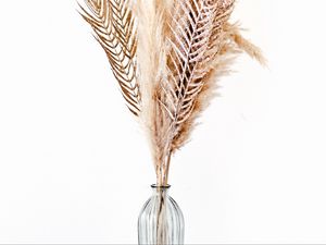 Preview wallpaper feathers, vase, minimalism, bouquet