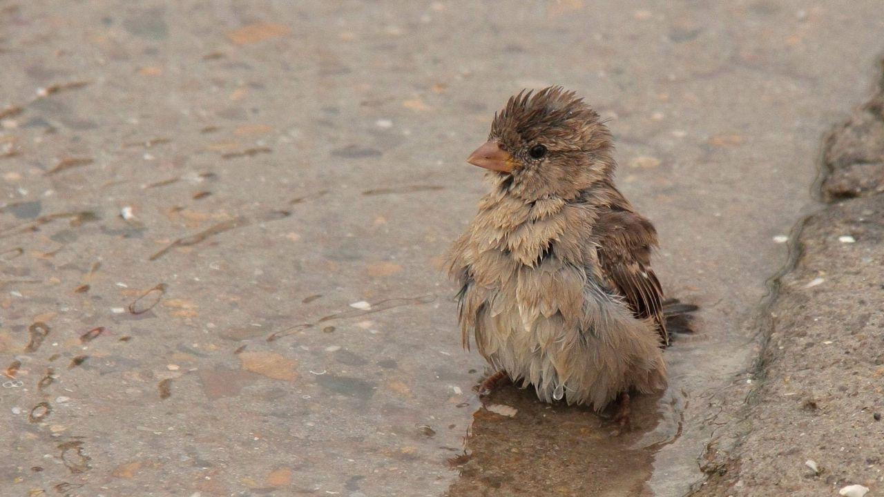 Wallpaper feathers, wet, water, sparrow, puddle
