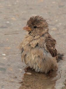 Preview wallpaper feathers, wet, water, sparrow, puddle
