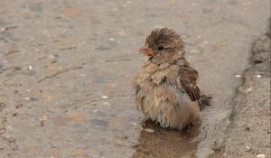 Preview wallpaper feathers, wet, water, sparrow, puddle