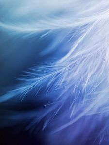 Preview wallpaper feathers, white, close-up
