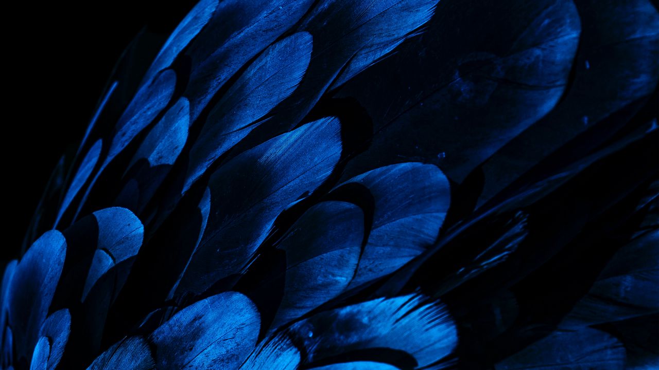 Wallpaper feathers, wing, blue, dark