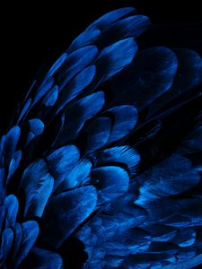 Preview wallpaper feathers, wing, blue, dark