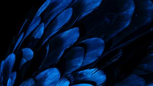 Preview wallpaper feathers, wing, blue, dark