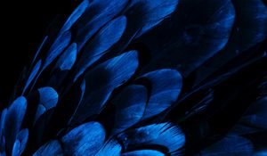 Preview wallpaper feathers, wing, blue, dark