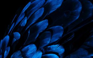 Preview wallpaper feathers, wing, blue, dark