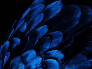 Preview wallpaper feathers, wing, blue, dark