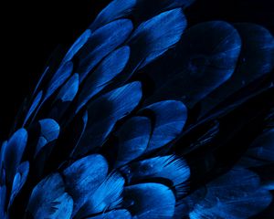 Preview wallpaper feathers, wing, blue, dark