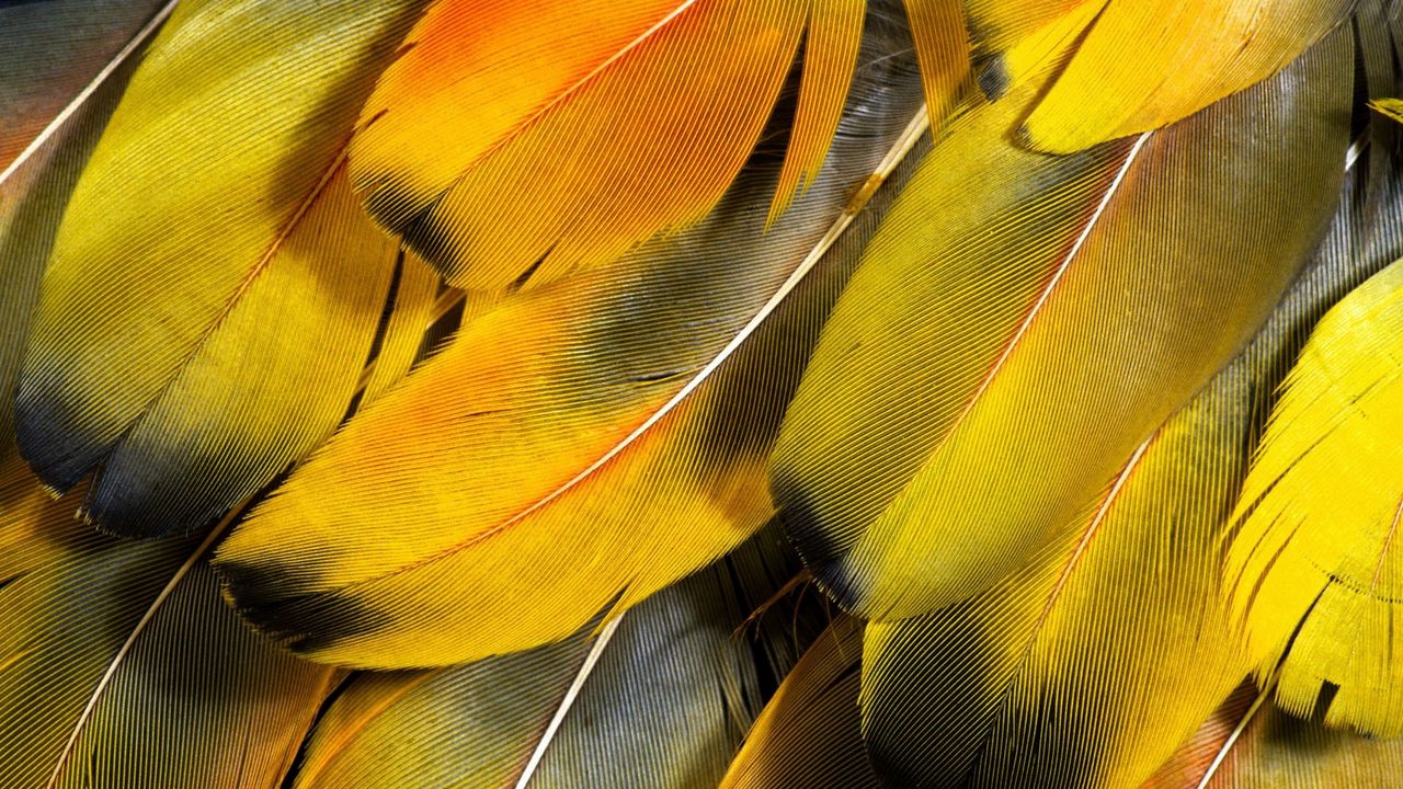 Wallpaper feathers, yellow, striped