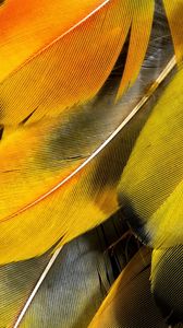 Preview wallpaper feathers, yellow, striped