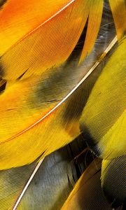 Preview wallpaper feathers, yellow, striped