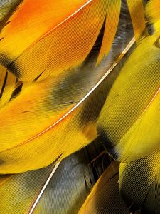 Preview wallpaper feathers, yellow, striped
