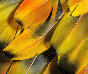 Preview wallpaper feathers, yellow, striped