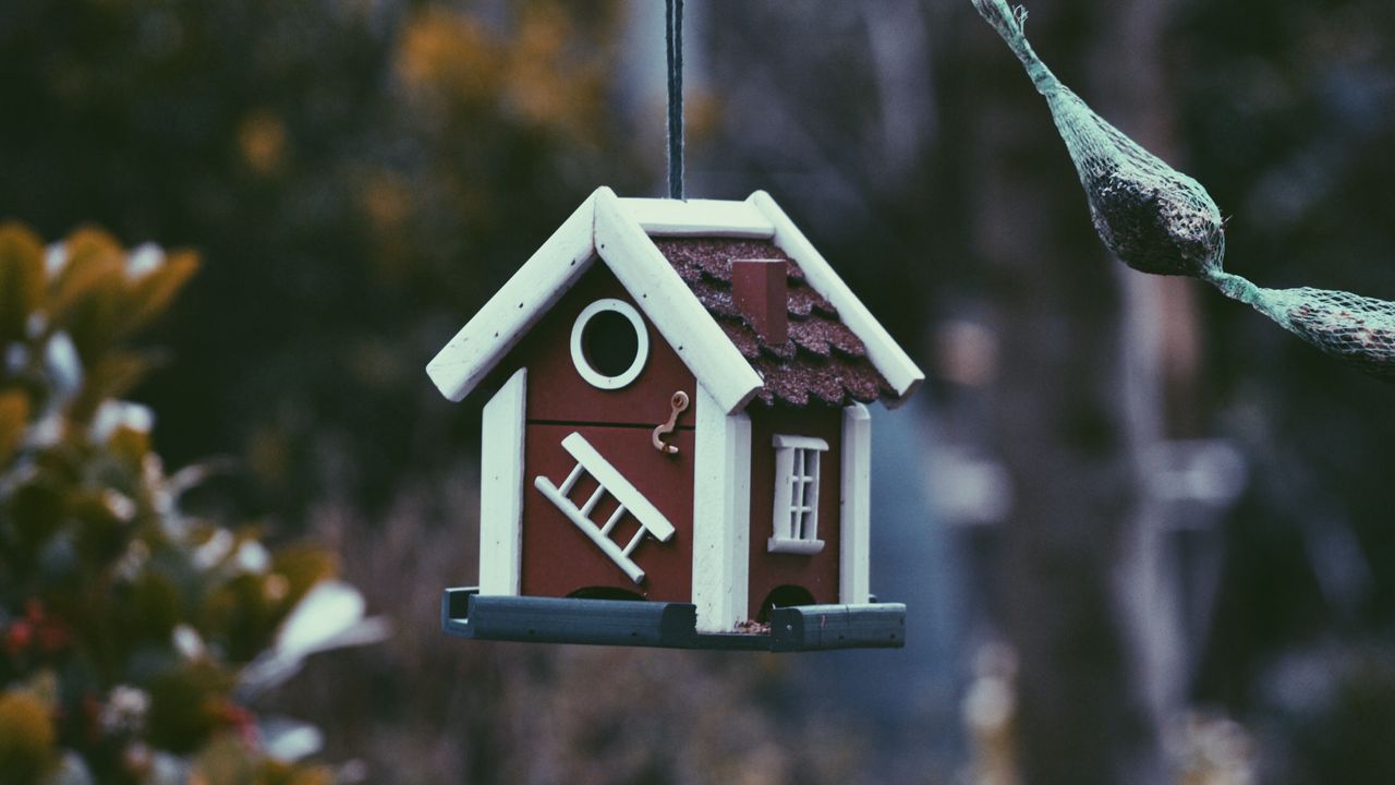 Wallpaper feeder, bird, house