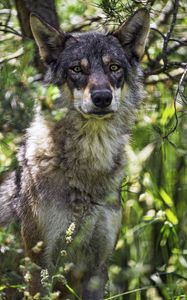 Preview wallpaper female wolf, wolf, predator, wildlife