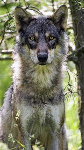 Preview wallpaper female wolf, wolf, predator, wildlife, blur