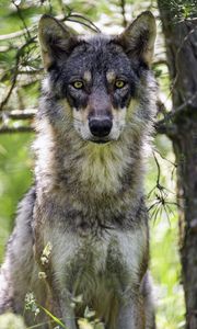 Preview wallpaper female wolf, wolf, predator, wildlife, blur