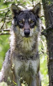 Preview wallpaper female wolf, wolf, predator, wildlife, blur