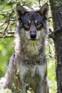 Preview wallpaper female wolf, wolf, predator, wildlife, blur