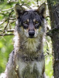 Preview wallpaper female wolf, wolf, predator, wildlife, blur