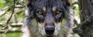 Preview wallpaper female wolf, wolf, predator, wildlife, blur