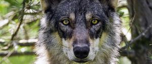 Preview wallpaper female wolf, wolf, predator, wildlife, blur