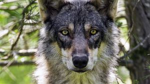 Preview wallpaper female wolf, wolf, predator, wildlife, blur