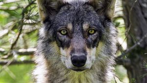 Preview wallpaper female wolf, wolf, predator, wildlife, blur