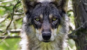 Preview wallpaper female wolf, wolf, predator, wildlife, blur