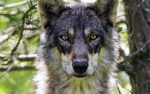 Preview wallpaper female wolf, wolf, predator, wildlife, blur