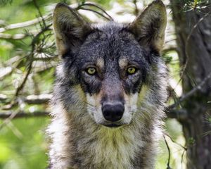 Preview wallpaper female wolf, wolf, predator, wildlife, blur