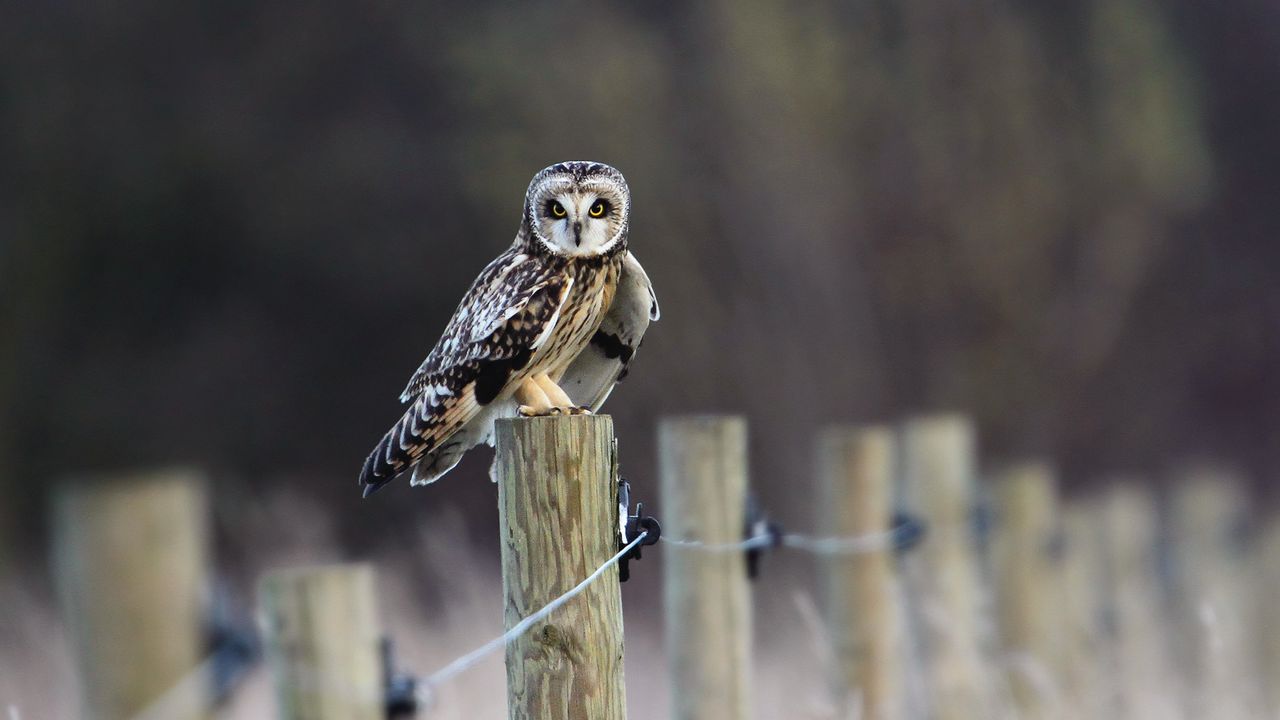 Wallpaper fence, field, bird, owl