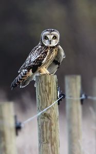 Preview wallpaper fence, field, bird, owl