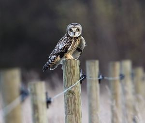Preview wallpaper fence, field, bird, owl