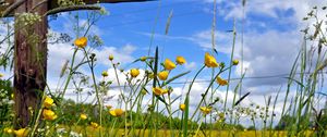 Preview wallpaper fence, flowers, field, yellow, protection, boards, solarly