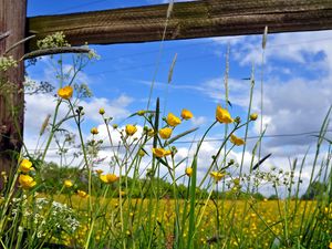 Preview wallpaper fence, flowers, field, yellow, protection, boards, solarly