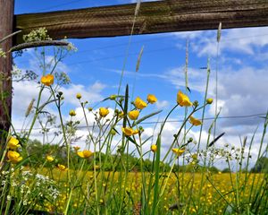 Preview wallpaper fence, flowers, field, yellow, protection, boards, solarly