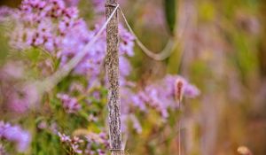 Preview wallpaper fence, flowers, macro