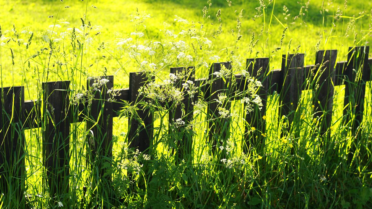 Wallpaper fence, grass, field, green