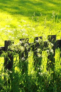 Preview wallpaper fence, grass, field, green