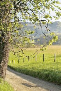 Preview wallpaper fence, grass, trees, walking paths