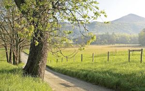 Preview wallpaper fence, grass, trees, walking paths