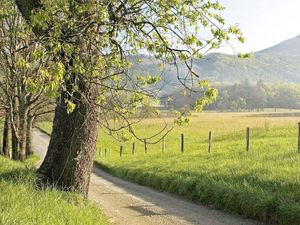 Preview wallpaper fence, grass, trees, walking paths