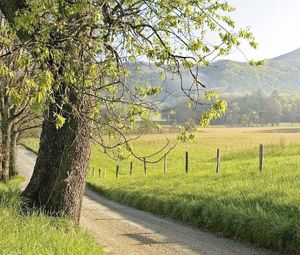 Preview wallpaper fence, grass, trees, walking paths