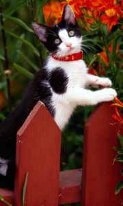 Preview wallpaper fence, kitten, climbing, spotted