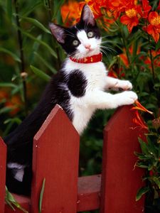 Preview wallpaper fence, kitten, climbing, spotted