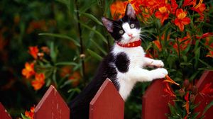 Preview wallpaper fence, kitten, climbing, spotted