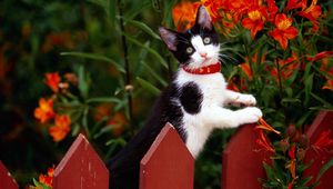 Preview wallpaper fence, kitten, climbing, spotted