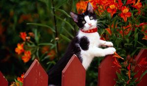 Preview wallpaper fence, kitten, climbing, spotted