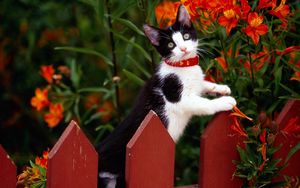 Preview wallpaper fence, kitten, climbing, spotted